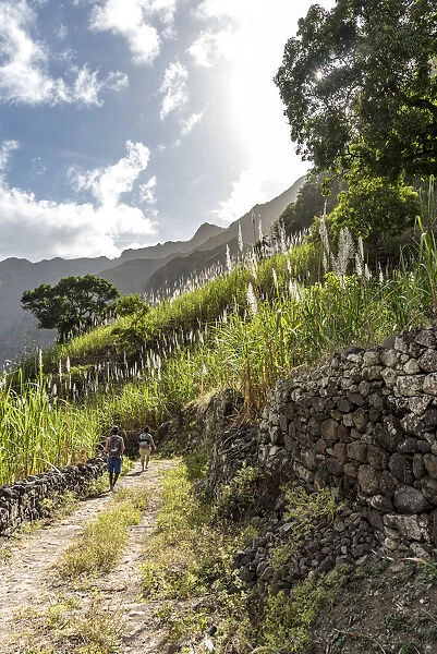 africa, Cape Verde, Santo Antao. Footpath in the Paul Valley