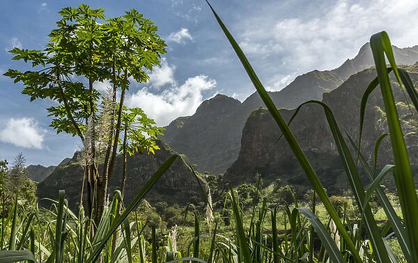 africa, Cape Verde, Santo Antao. Sugar cane and papaya in the Paul Valley