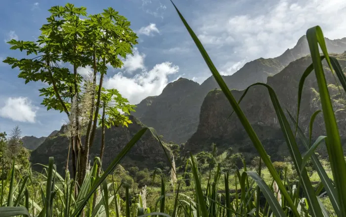 Framed Print : africa, Cape Verde, Santo Antao. Sugar cane and papaya in the Paul Valley Framed Print : africa, Cape Verde, Santo Antao. Sugar cane and papaya in the Paul Valley