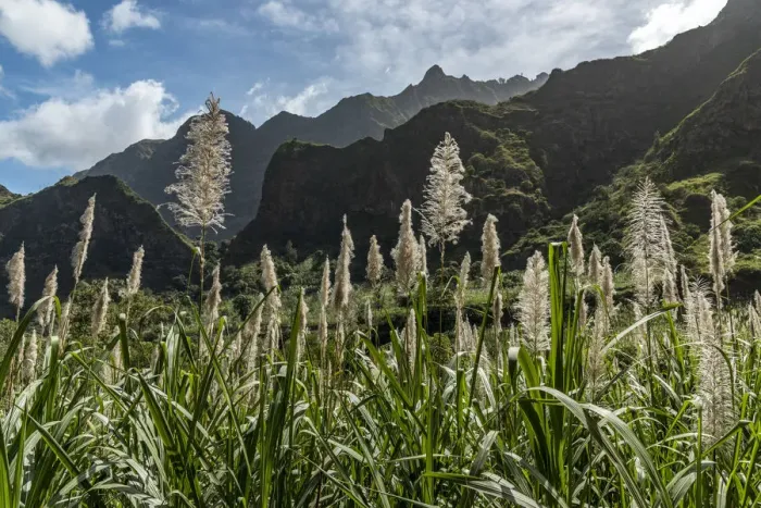 Framed Print : africa, Cape Verde, Santo Antao. Sugar cane in the Paul Valley