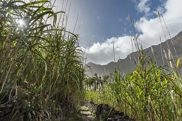 africa, Cape Verde, Santo Antao. Sugar cane in the Paul Valley