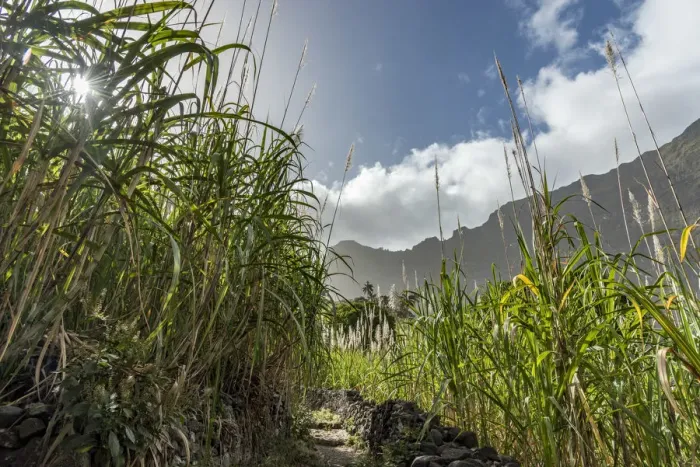 Framed Print : africa, Cape Verde, Santo Antao. Sugar cane in the Paul Valley Framed Print : africa, Cape Verde, Santo Antao. Sugar cane in the Paul Valley