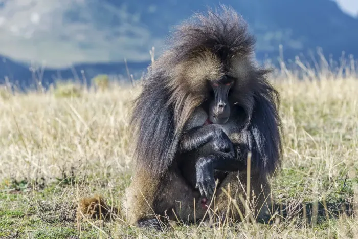 Framed Print : Africa, Ethiopia, Debre Libanos. Gelada Baboon at the ethiopian highlands Framed Print : Africa, Ethiopia, Debre Libanos. Gelada Baboon at the ethiopian highlands