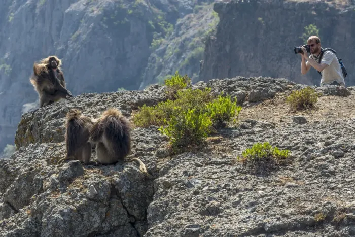 Framed Print : Africa, Ethiopia, Debre Libanos. Gelada Baboon at the ethiopian highlands Framed Print : Africa, Ethiopia, Debre Libanos. Gelada Baboon at the ethiopian highlands