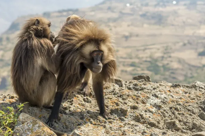 Framed Print : Africa, Ethiopia, highlands. Gelada Apes near Lalibela Framed Print : Africa, Ethiopia, highlands. Gelada Apes near Lalibela