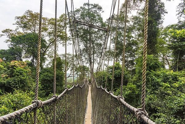 Africa, Ghana, Kakum National Park. The canopy walkway