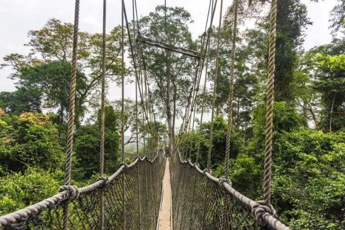 Framed Print : Africa, Ghana, Kakum National Park. The canopy walkway