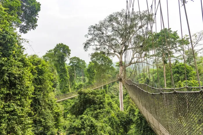 Framed Print : Africa, Ghana, Kakum National Park. The canopy walkway Framed Print : Africa, Ghana, Kakum National Park. The canopy walkway
