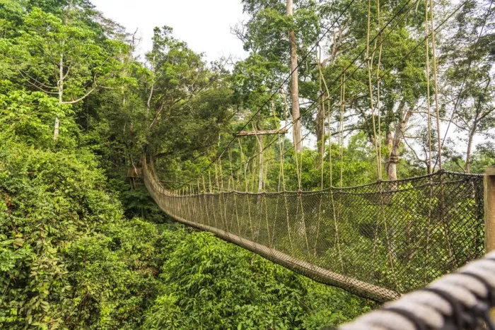 Framed Print : Africa, Ghana, Kakum National Park. The canopy walkway Framed Print : Africa, Ghana, Kakum National Park. The canopy walkway