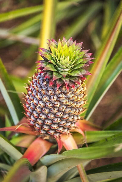 Africa, Ghana, Volta Region. Pineapple plant