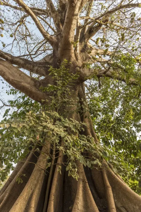 Framed Print : Africa, Guinea Bissau. Bijagos Islands. Majestic Kapok Trees