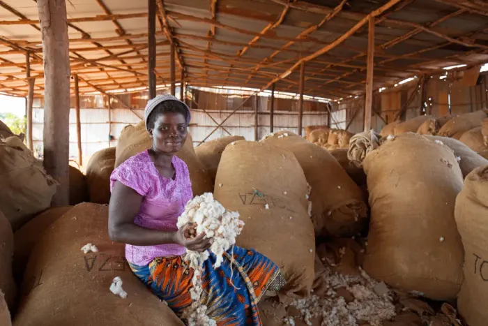 Framed Print : Africa, Malawi, Balaka district. Cotton processing Framed Print : Africa, Malawi, Balaka district. Cotton processing