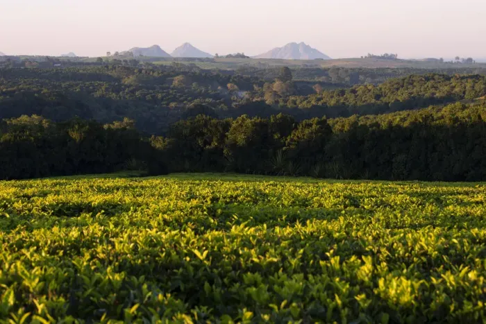 Framed Print : Africa, Malawi, Southern Africa, Thiolo district, Cultivations of tea Framed Print : Africa, Malawi, Southern Africa, Thiolo district, Cultivations of tea