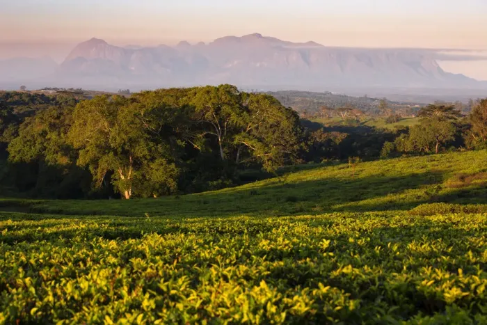 Framed Print : Africa, Malawi, Southern Africa, Thiolo district, Cultivations of tea Framed Print : Africa, Malawi, Southern Africa, Thiolo district, Cultivations of tea