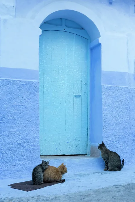 Framed Print : Africa, Morocco, Rif Mountains, Chefchaouen, Cats sit in front of a blue house in the old town Framed Print : Africa, Morocco, Rif Mountains, Chefchaouen, Cats sit in front of a blue house in the old town
