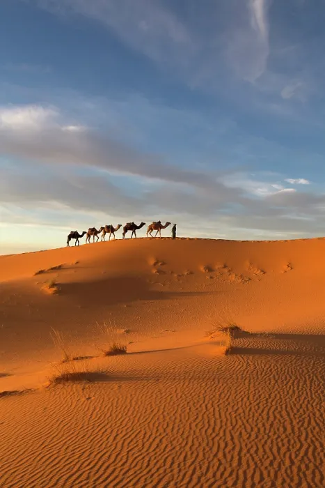 Framed Print : Africa, Morocco, Sahara Desert, Erfoud, A camel herder leads his camels along a dune in Erg Chebbi