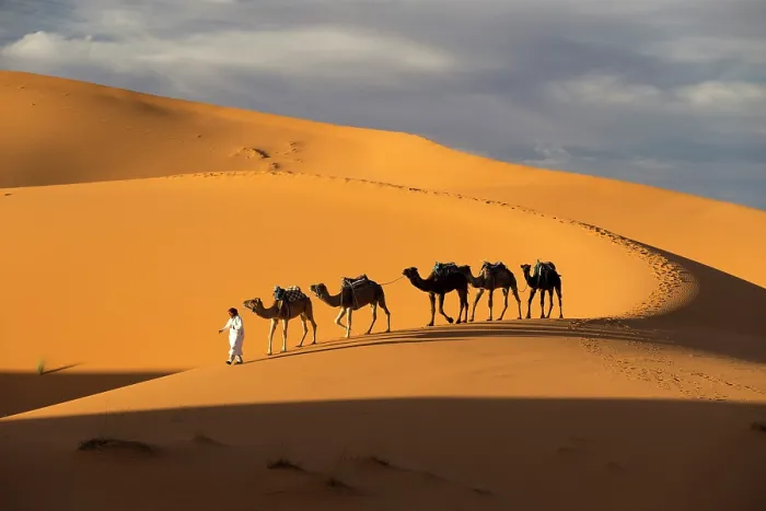 Framed Print : Africa, Morocco, Sahara Desert, Erfoud, A camel herder leads his camels along a dune in Erg Chebbi Framed Print : Africa, Morocco, Sahara Desert, Erfoud, A camel herder leads his camels along a dune in Erg Chebbi