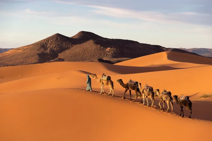 Framed Print : Africa, Morocco, Sahara Desert, Erfoud, A camel herder leads his camels along a dune in Erg Chebbi Framed Print : Africa, Morocco, Sahara Desert, Erfoud, A camel herder leads his camels along a dune in Erg Chebbi