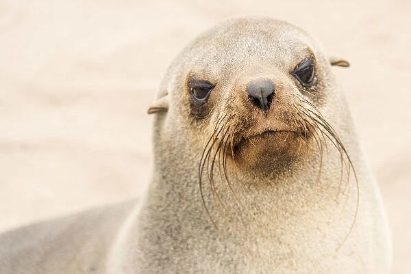 Africa, Namibia, Cape Cross. a seal