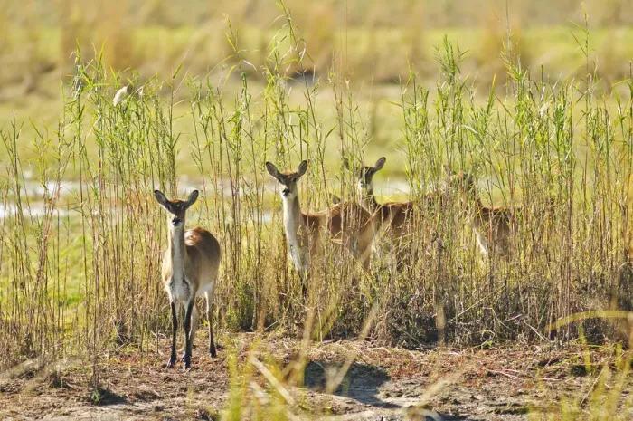 Framed Print : Africa, Namibia, Caprivi, Curious deer in the Bwa Bwata National Park Framed Print : Africa, Namibia, Caprivi, Curious deer in the Bwa Bwata National Park
