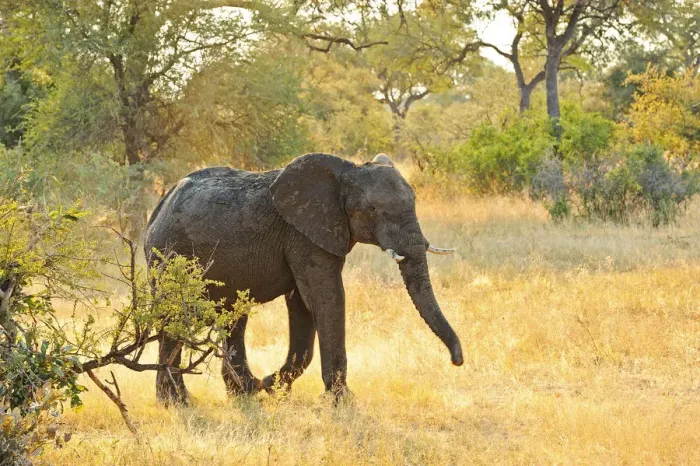 Framed Print : Africa, Namibia, Caprivi, Elephant in the Bwa Bwata National Park