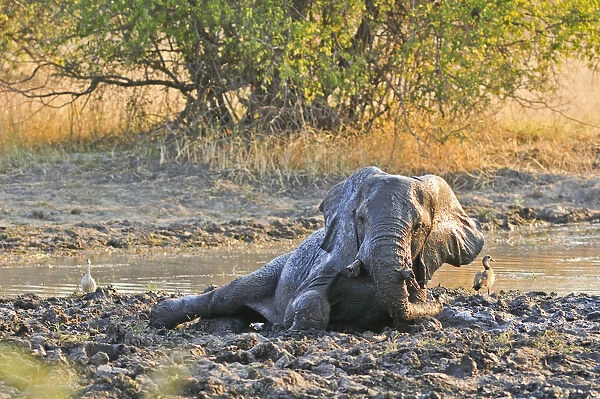 Africa, Namibia, Caprivi, Elephant rolling in mud in the Bwa Bwata National Park