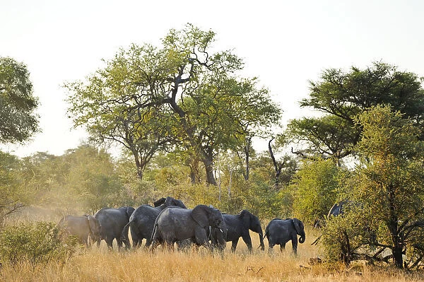 Africa, Namibia, Caprivi, Herd of elephants in the Bwa Bwata National Park