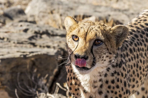 Africa, Namibia. A cheetah at Neuras farm