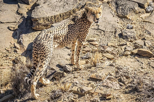 Africa, Namibia. A cheetah at Neuras farm