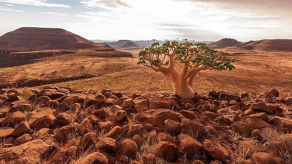 Africa, Namibia, Damaraland, Etendeka Plateau. A butter tree overlooking the landscape