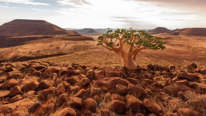 Framed Print : Africa, Namibia, Damaraland, Etendeka Plateau. A butter tree overlooking the landscape Framed Print : Africa, Namibia, Damaraland, Etendeka Plateau. A butter tree overlooking the landscape