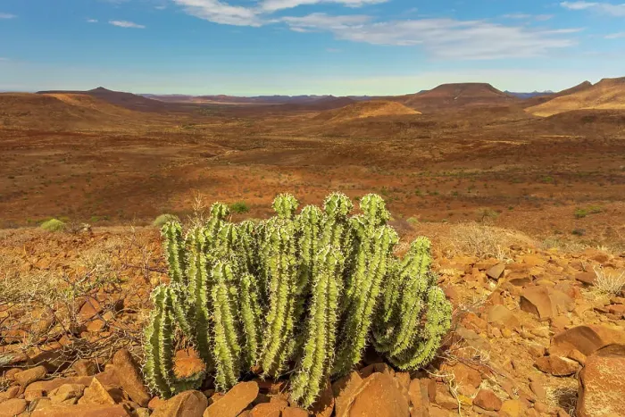 Framed Print : Africa, Namibia, Damaraland, Etendeka Plateau. An Euphorbia Virosa plant and the beautiful landscape Framed Print : Africa, Namibia, Damaraland, Etendeka Plateau. An Euphorbia Virosa plant and the beautiful landscape