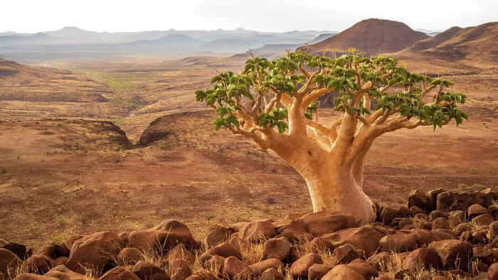 Framed Print : Africa, Namibia, Damaraland, Etendeka Plateau. A butter tree overlooking the landscape