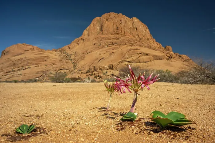Framed Print : Africa, Namibia. Erongo Region. A beautiful Karoo Lily flowering in front of the impressing Spitzkoppe mountain Framed Print : Africa, Namibia. Erongo Region. A beautiful Karoo Lily flowering in front of the impressing Spitzkoppe mountain