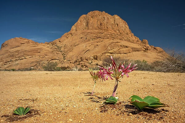 Africa, Namibia. Erongo Region. A beautiful Karoo Lily flowering in front of the impressing Spitzkoppe mountain