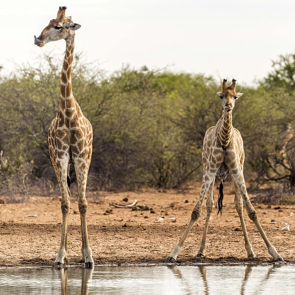 Africa, Namibia, Ethosha National Park. Giraffes drinking at a waterhole