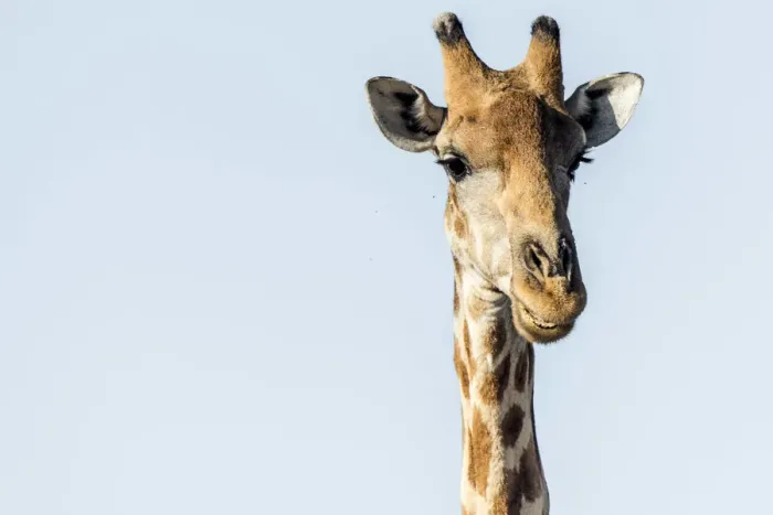 Framed Print : Africa, Namibia, Ethosha National Park. A giraffe Framed Print : Africa, Namibia, Ethosha National Park. A giraffe