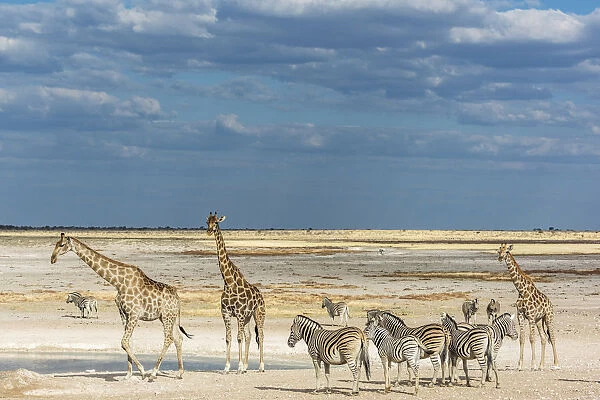 Africa, Namibia, Etosha National park. Zebra herd and giraffes at a waterhole