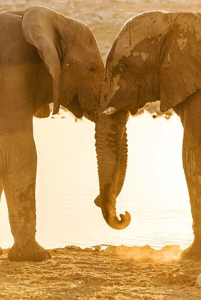 Africa, Namibia, Etosha National park. Elephants at the waterhole of Okaukuejo