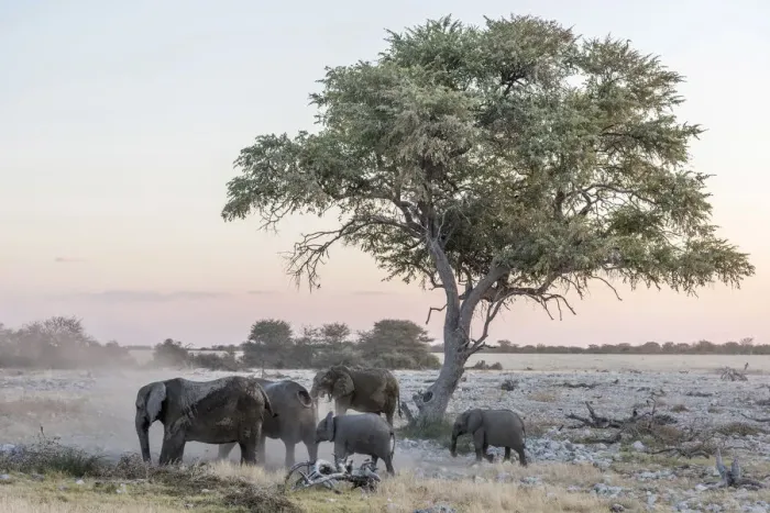 Framed Print : Africa, Namibia, Etosha National park. Elephant herd near to Okaukuejo Framed Print : Africa, Namibia, Etosha National park. Elephant herd near to Okaukuejo