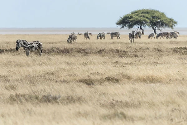 Africa, Namibia, Etosha National park. Zebra herd with acacia tree in front of the