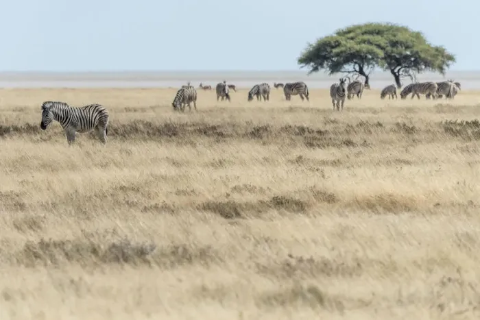 Framed Print : Africa, Namibia, Etosha National park. Zebra herd with acacia tree in front of Framed Print : Africa, Namibia, Etosha National park. Zebra herd with acacia tree in front of