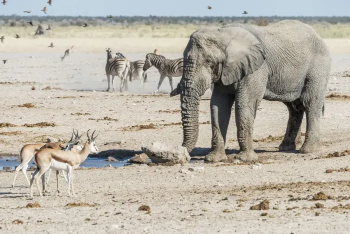 Framed Print : Africa, Namibia, Etosha National park. Animals at the waterhole Framed Print : Africa, Namibia, Etosha National park. Animals at the waterhole