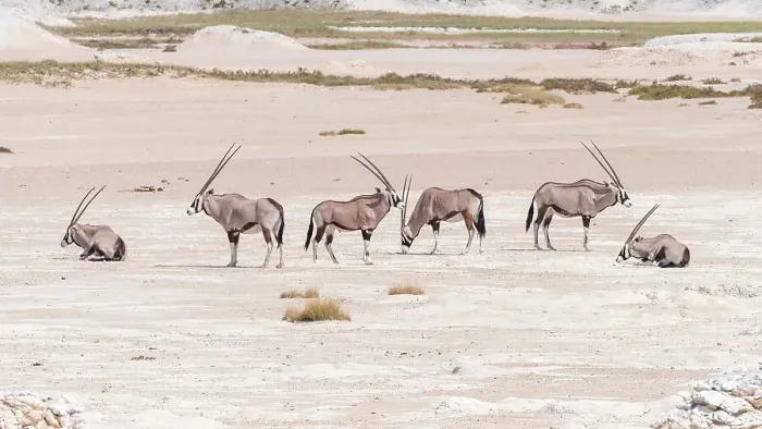 Framed Print : Africa, Namibia, Etosha National Park. A herd of Oryx antelopes in the Etosha pan Framed Print : Africa, Namibia, Etosha National Park. A herd of Oryx antelopes in the Etosha pan
