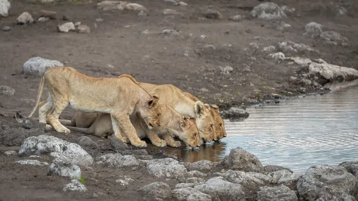 Framed Print : Africa, Namibia, Etosha National Park. A lion family drinking at a waterhole Framed Print : Africa, Namibia, Etosha National Park. A lion family drinking at a waterhole