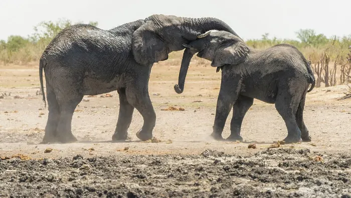 Framed Print : Africa, Namibia, Etosha National Park. two elephants playing