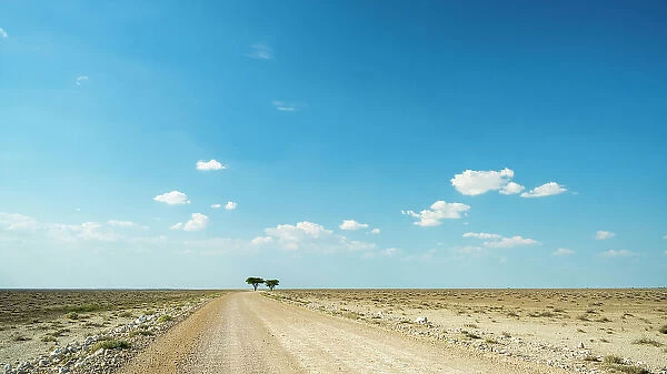Africa, Namibia, Etosha National Park. Gravel road near the Etosha pan with two lone trees