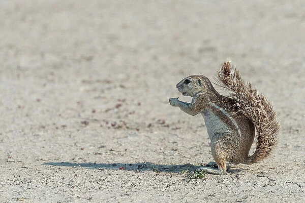 Africa, Namibia, Etosha National Park. An african ground squirrel feeding