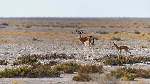 Africa, Namibia, Etosha National Park. A female Springbok with baby