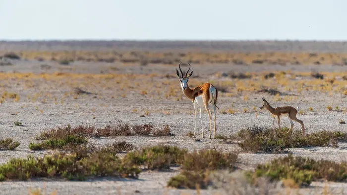 Framed Print : Africa, Namibia, Etosha National Park. A female Springbok with baby Framed Print : Africa, Namibia, Etosha National Park. A female Springbok with baby